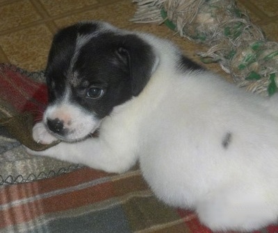 A small, large-breed, shorthaired, white with black mixed breed puppy is laying on a blanket and there is a toy over its paws